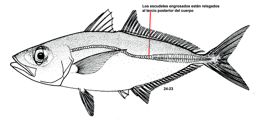 Selar crumenophthalmus_0001.jpg